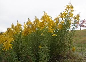 セイタカアワダチソウ