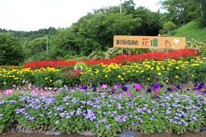 第13区自治会の花壇
