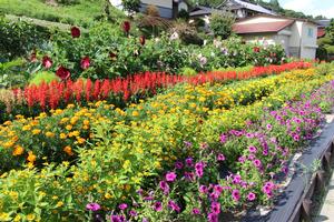 七日町自治会の花壇