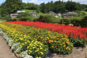 29区自治会の花壇