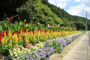 巻畑自治会社会部の花壇のようす