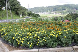 泉沢自治会の花壇のようす