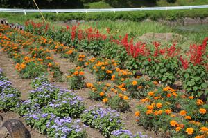 下猿沢自治会の花壇