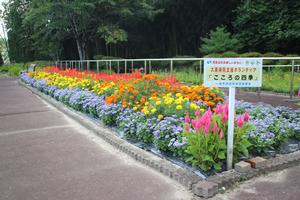 大東病院支援ボランティアの花壇
