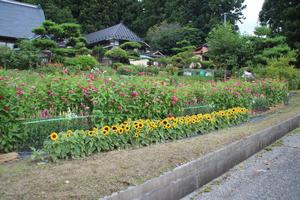 千葉多喜さんの花壇