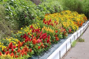 及川幸子さんの花壇の写真