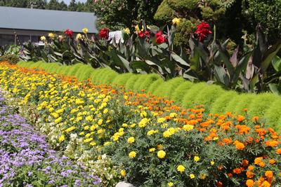 巻畑自治会社会部