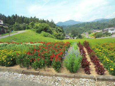 山谷自治会母ちゃんの花畑