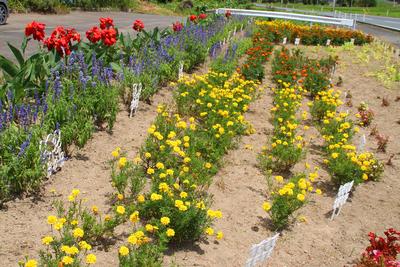 内沢集落公民館の花壇