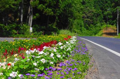 伊藤 ミヨ子さんの花壇