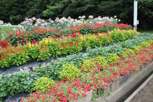 大規模花壇部門 教育長賞