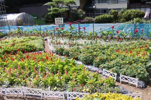 一般花壇部門 教育長賞