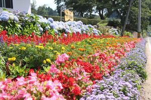 大規模花壇部門 審査員特別賞