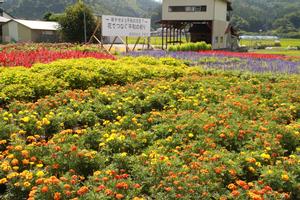 大規模花壇部門 奨励賞