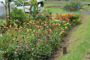 大規模花壇部門 奨励賞