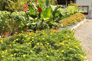 一般花壇部門 奨励賞