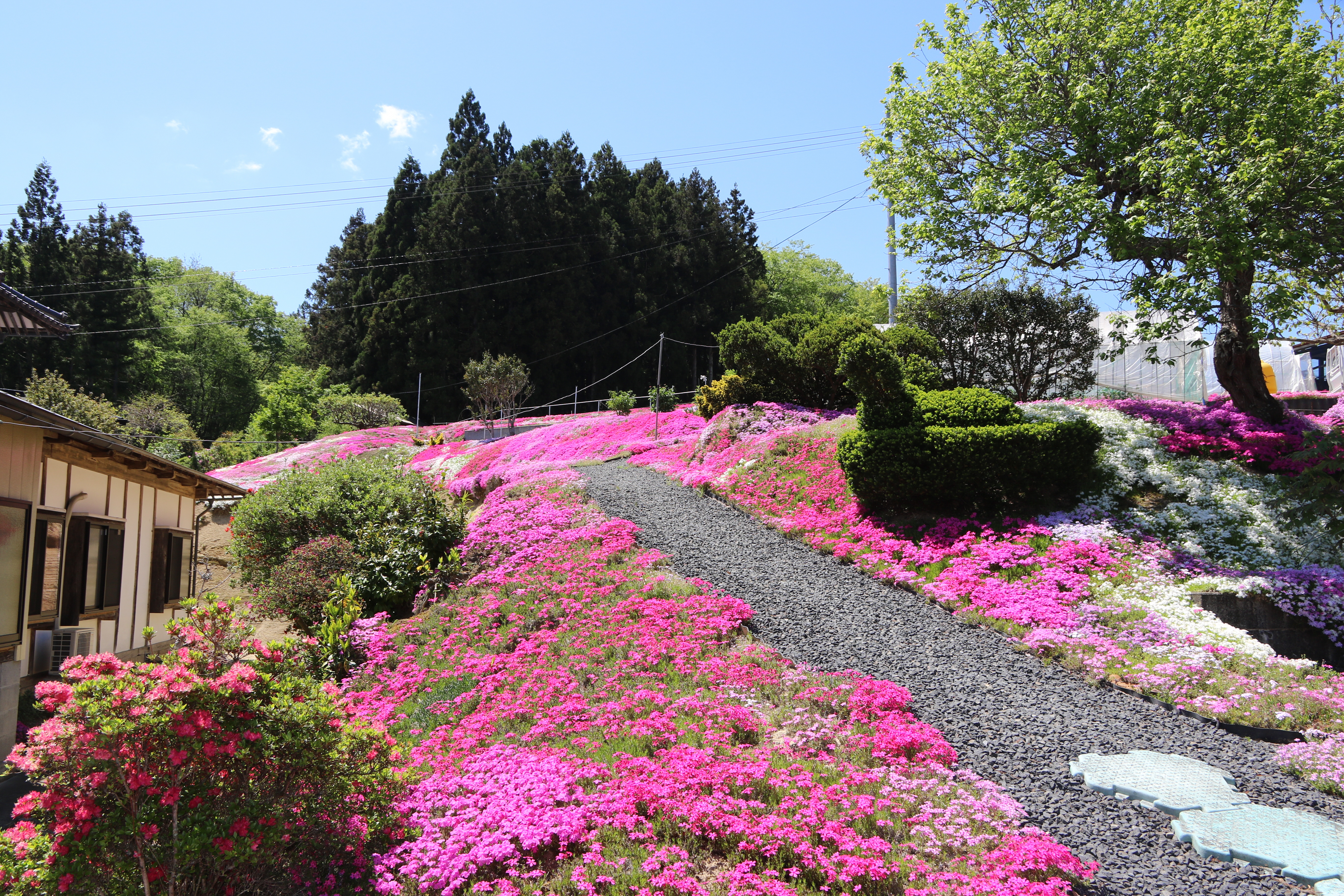 水口芝桜園の様子