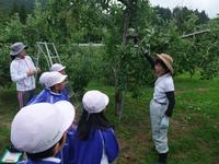 りんご栽培体験活動の様子