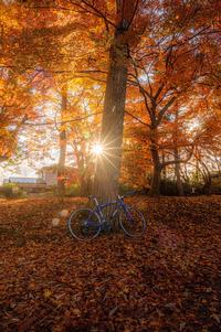 秋晴れと木漏れ日の中で ぴく4