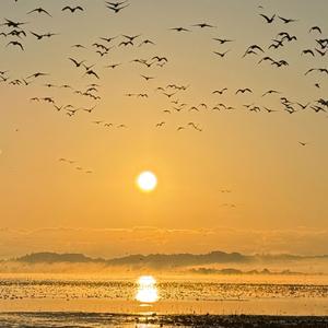 黄金の湖 まさひこ