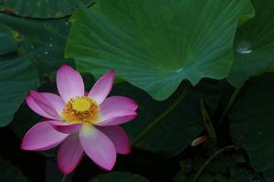 清らかな心。 りん