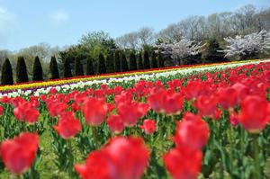 咲いた咲いた Jam