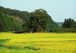 若神子社の写真