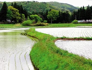 骨寺村の自然地形に沿って形成された水田