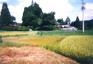 side of the rice paddies